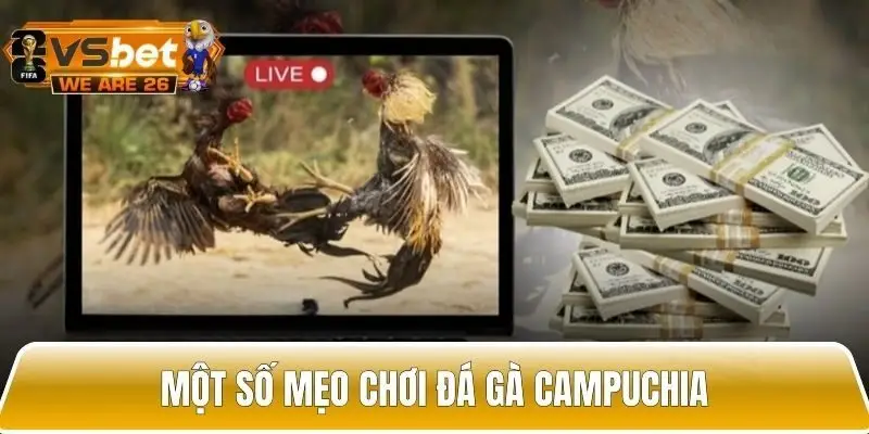 Tổng hợp một số mẹo chơi đá gà hiệu quả, thắng lớn cho tân thủ