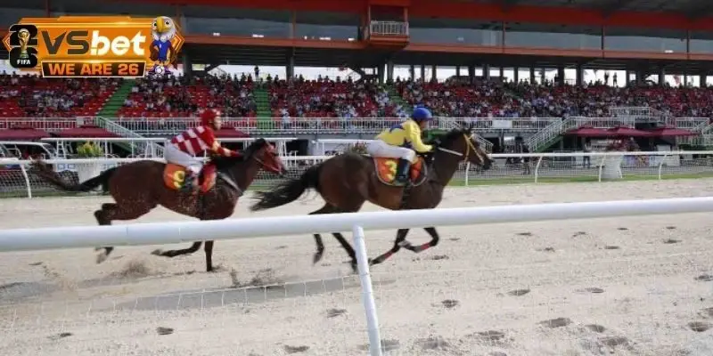 Top 3 bí quyết cá cược đua ngựa được áp dụng nhiều nhất